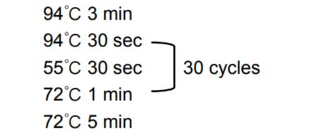 2×Taq Platinum PCR预混反应液PCR循环设置