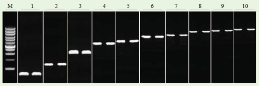 cDNA第一链合成试剂盒（改良M-MLV)使用实例