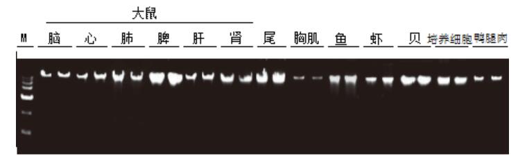 动物基因组DNA提取试剂盒（磁珠法)提取实例