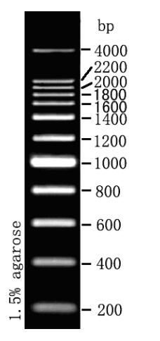 DNA Ladder（200～4000bp)条带图