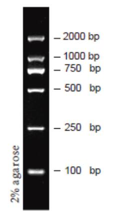 DNA Ladder（100～2000bp)条带图
