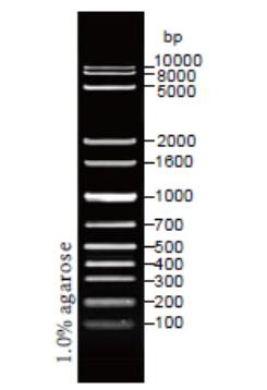 DNA Ladder（100～10000bp)条带图