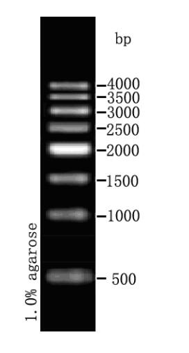 DNA Ladder（500～4000bp)条带图