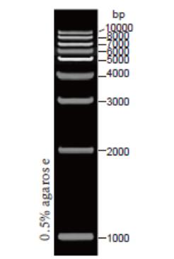 DNA Ladder（1000～10000bp)条带图