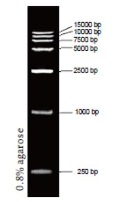 DNA Ladder（250～15000bp)条带图