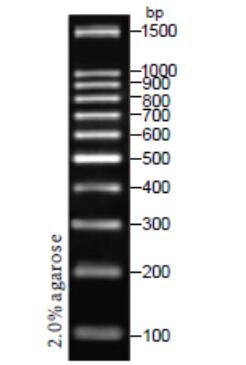 DNA Ladder（100～1500bp)条带图