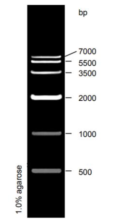 DNA Ladder（500～7000bp)条带图