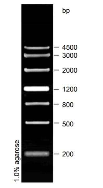 DNA Ladder（200～4500bp)条带图