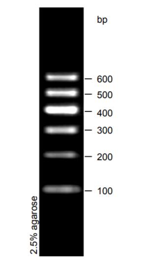DNA Ladder（100～600bp)条带图