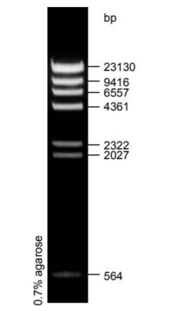 λDNA（HindIII酶切)条带图