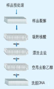 高通量96孔板血液基因组提取试剂盒实验流程