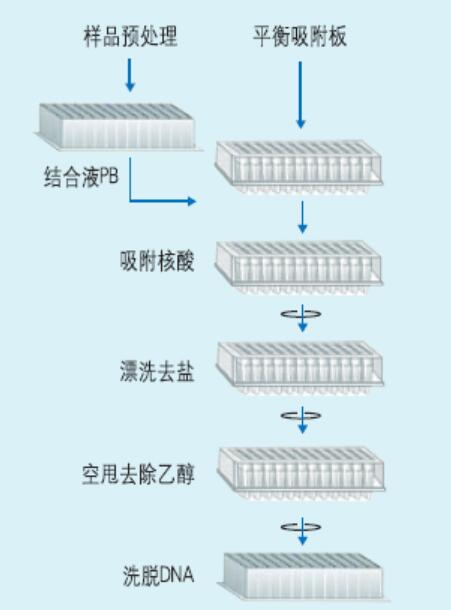 高通量96孔板DNA产物纯化回收试剂盒流程图