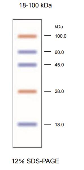 双色预染蛋白Marker(18kDa～100kDa)条带图