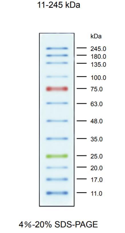 彩色预染蛋白Marker（11～245kDa)条带图