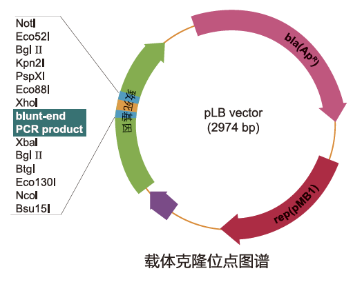 零背景快速克隆试剂盒