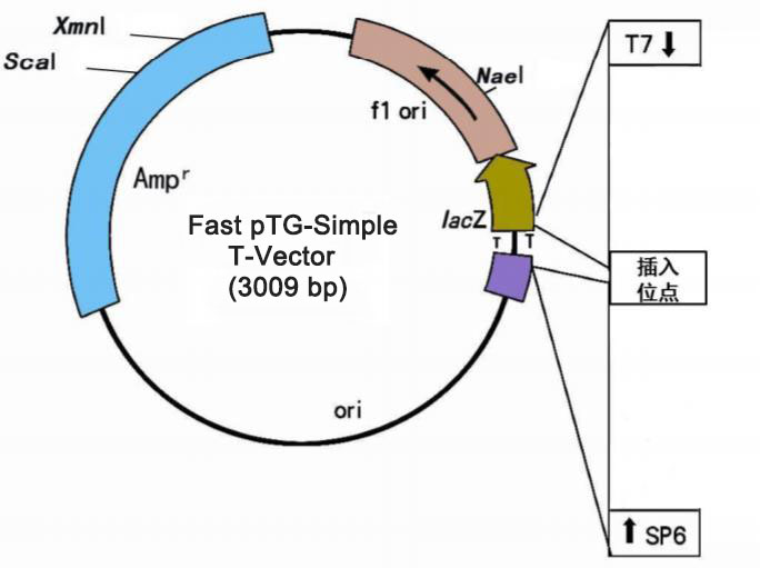 Fast pTG-T载体克隆试剂盒（不含MCS)载体图谱