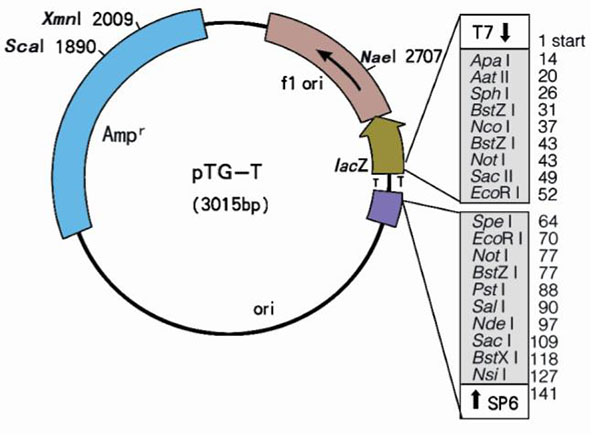 pTG-T载体图谱
