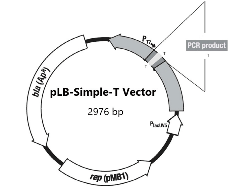 pLB-Simple-T快速连接试剂盒