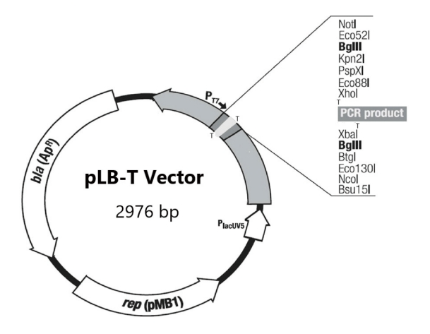 pLB-T快速连接试剂盒