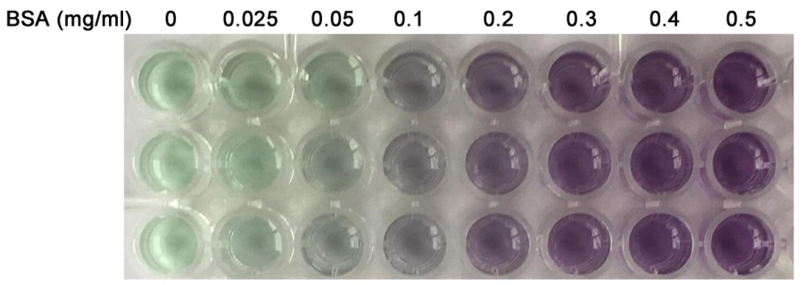 蛋白浓度测定试剂盒(增强型BCA法)