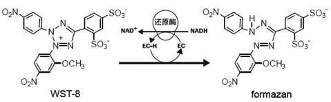 增强型CCK-8试剂盒