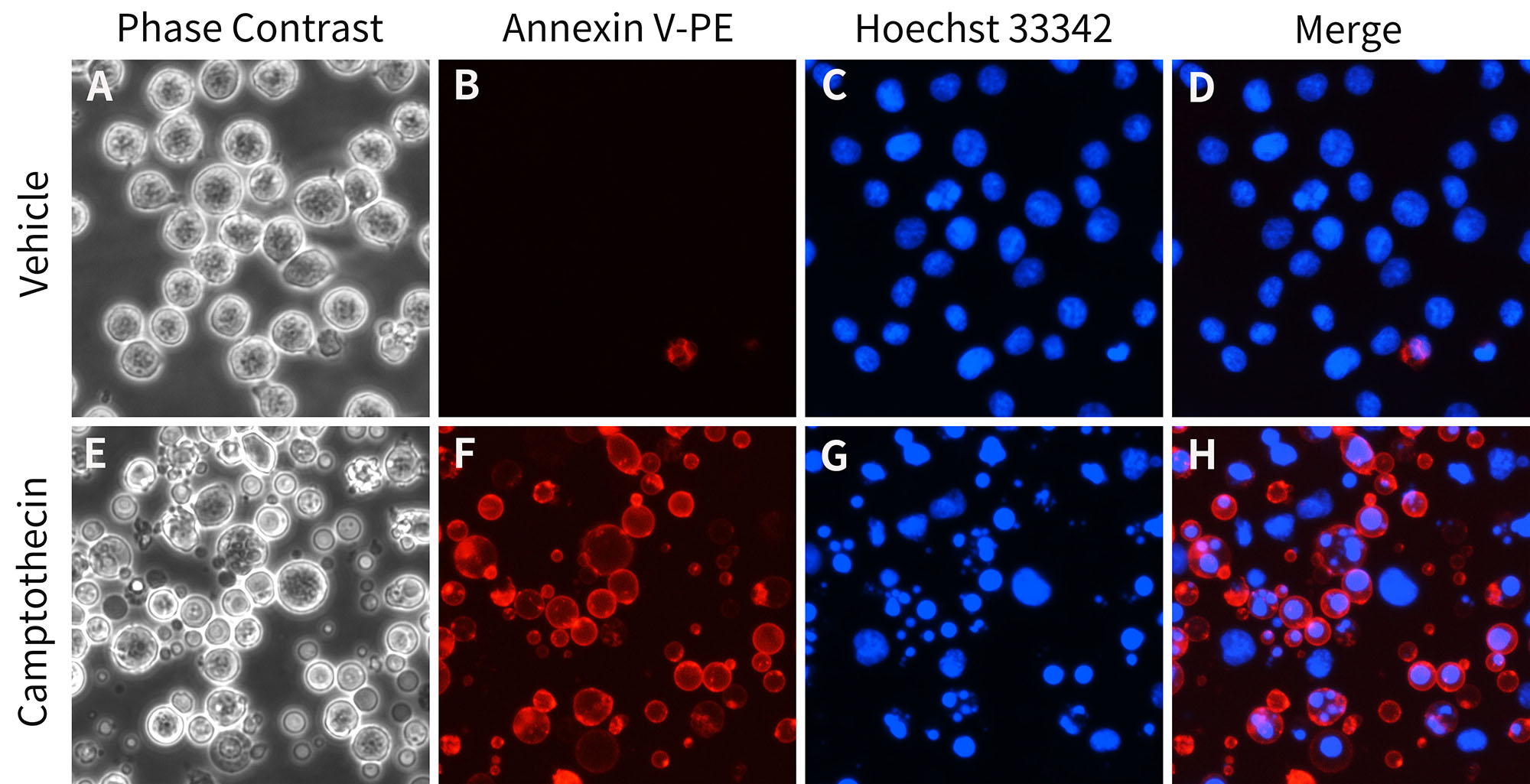 Annexin V-PE细胞凋亡检测试剂盒
