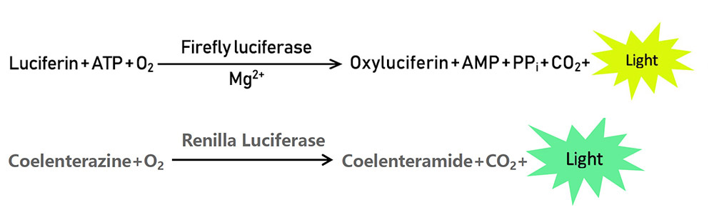 双萤光素酶的检测原理图