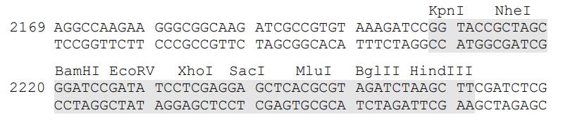 GL6-miR报告基因质粒