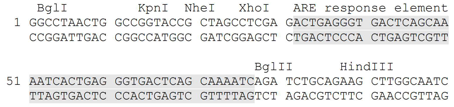 ARE荧光素酶报告基因质粒详细图谱
