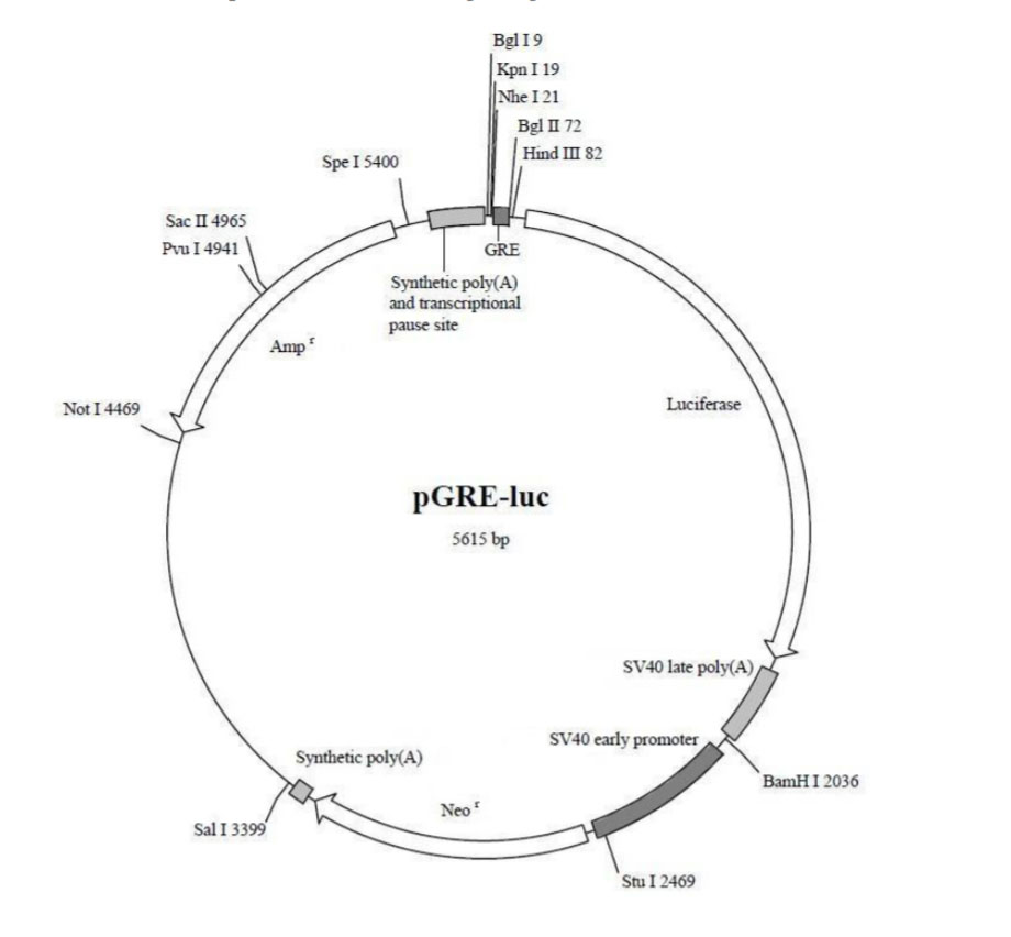 pGRE-luc报告基因质粒