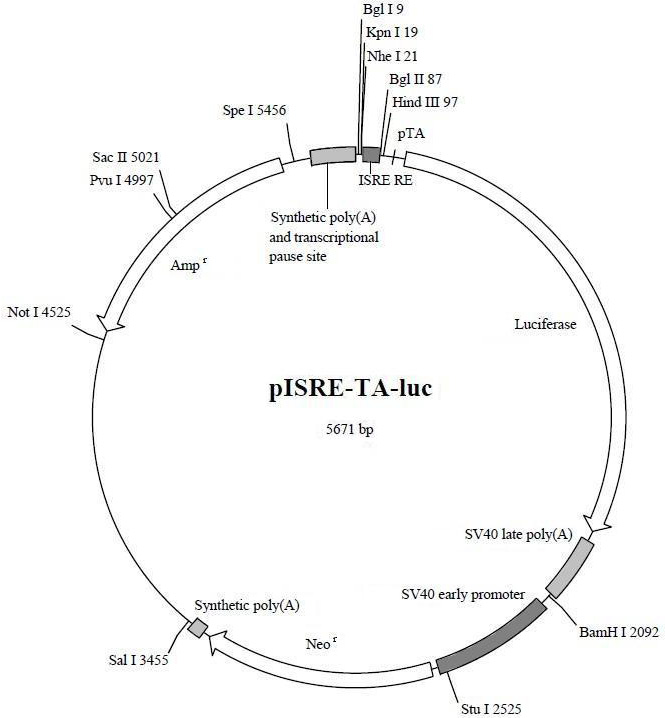 pISRE-TA-luc报告基因质粒图谱
