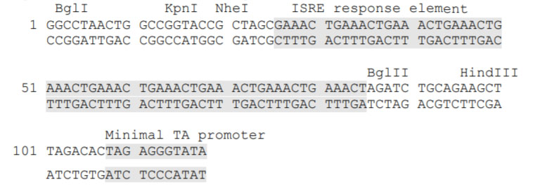 pISRE-TA-luc报告基因质粒多克隆位点