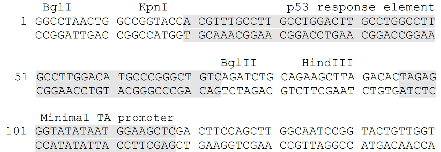 pp53-TA-luc的多克隆位点及p53 response element的详细图谱