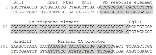Rb荧光素酶报告基因质粒