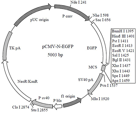 N端EGFP标签融合蛋白质粒(绿色荧光蛋白)