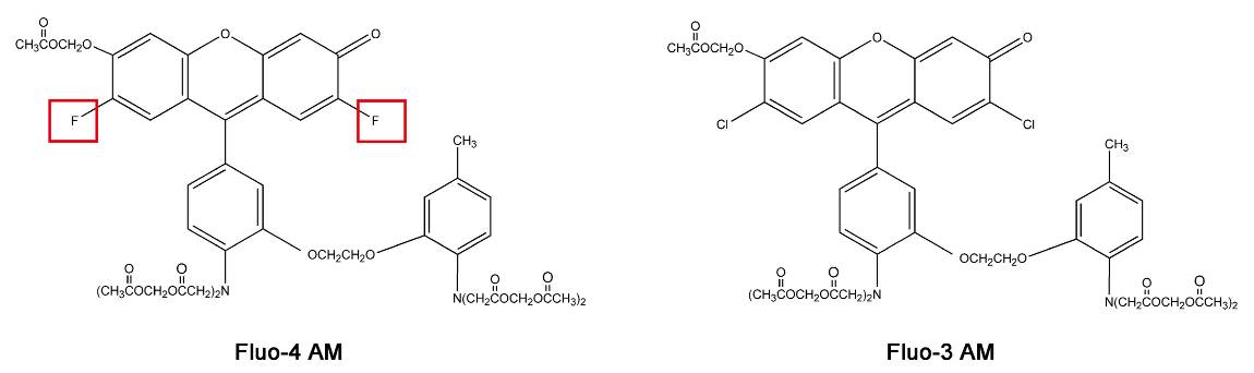 细胞内钙离子荧光探针(Fluo-4 AM)