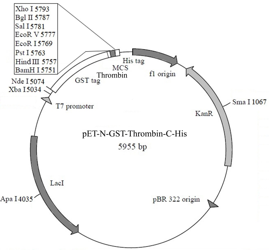 pET-N-GST-Thrombin-C-His质粒(5955bp)的图谱