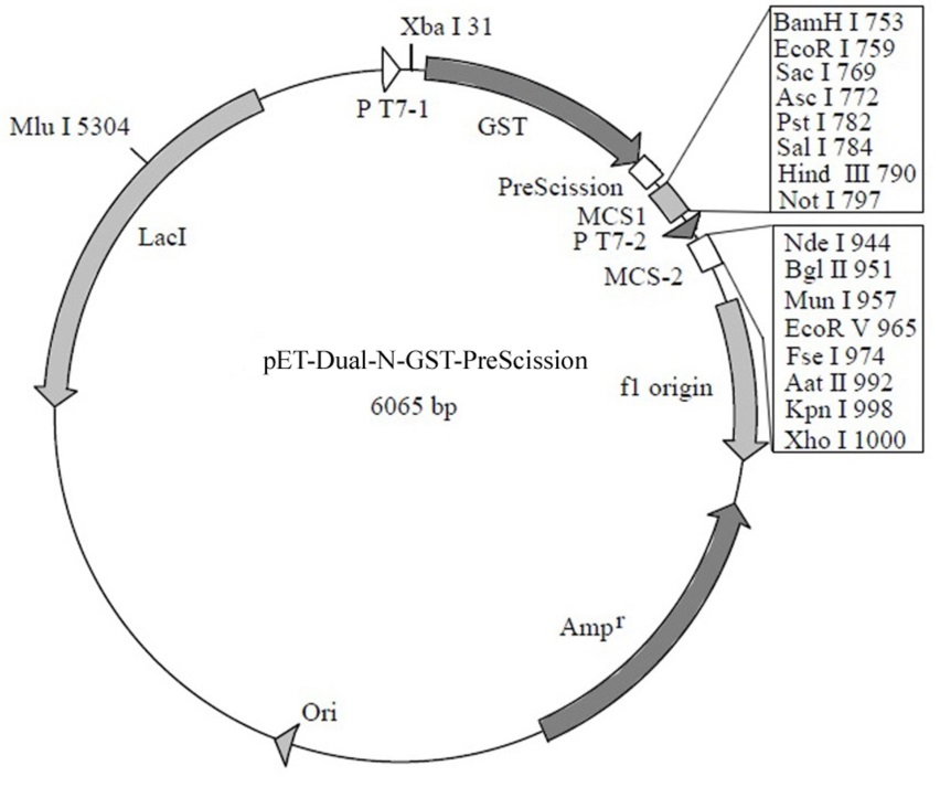pET-Dual-N-GST-PreScission质粒(6065bp)的图谱