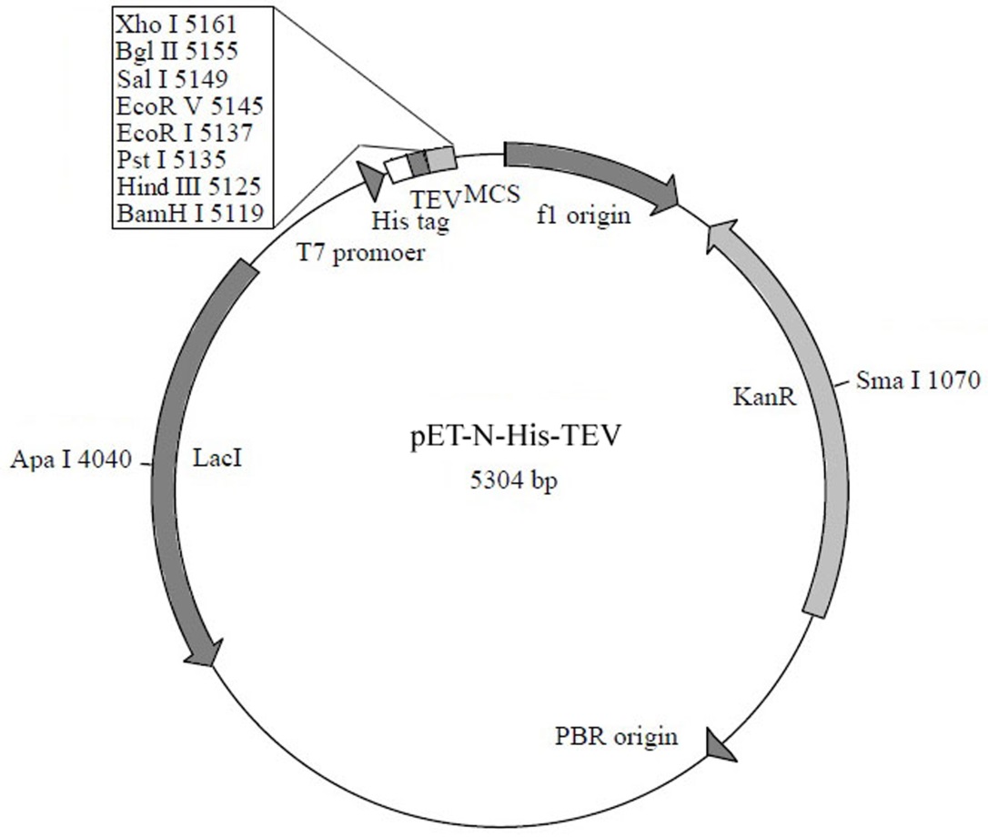 pET-N-His-TEV质粒(5304bp)的图谱