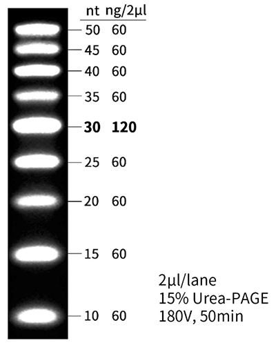 RNA Ladder(10～50nt)
