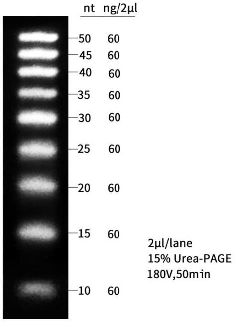 小RNA Ladder(10～50nt)