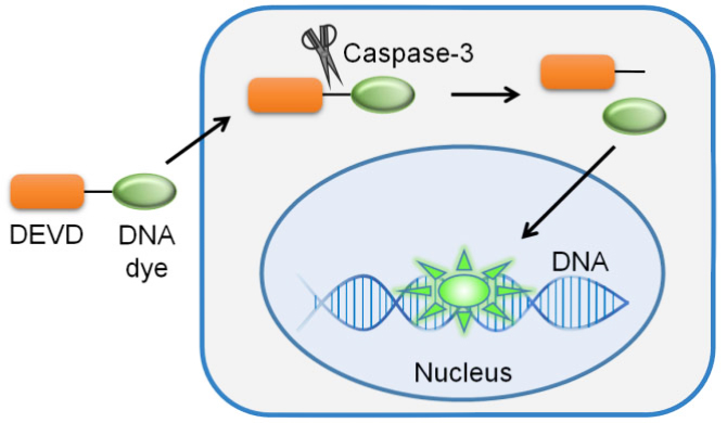 活细胞Caspase-3活性检测试剂盒检测原理图 活细胞Caspase-3活性检测试剂盒检测原理图