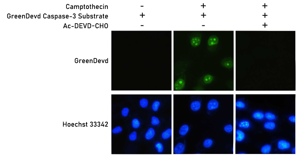 活细胞Caspase-3活性检测试剂盒使用效果图 活细胞Caspase-3活性检测试剂盒使用效果图