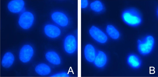 100×Hoechst33342活细胞染色液 100×Hoechst33342活细胞染色液