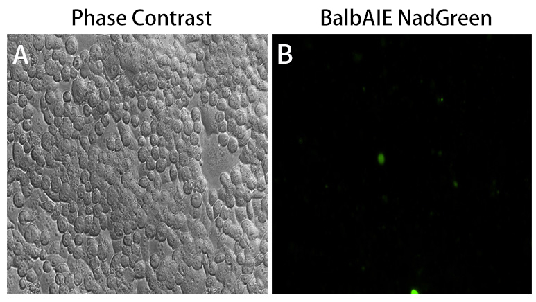 绿色核酸电泳染料(BalbAIE NadGreen)