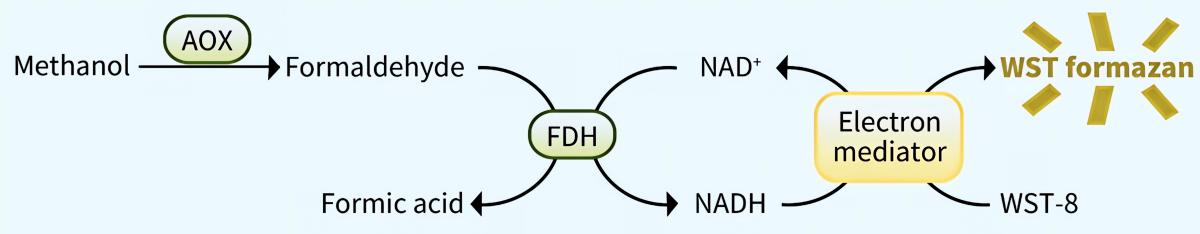 甲醇检测试剂盒