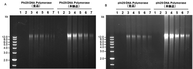 phi29 DNA聚合酶