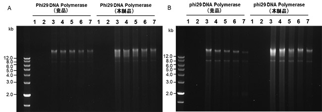 phi29 DNA聚合酶