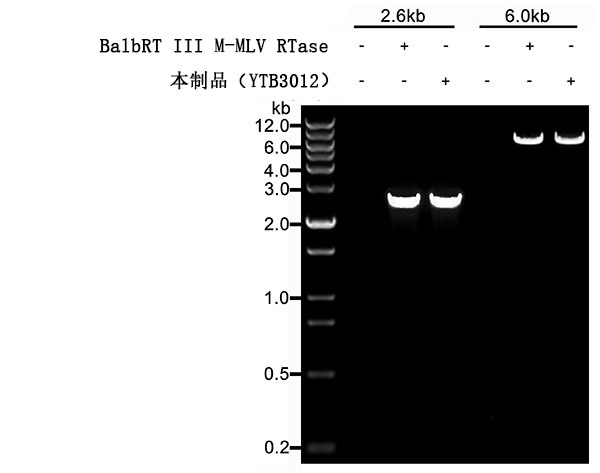 BalbRT III cDNA第一链合成预混反应液