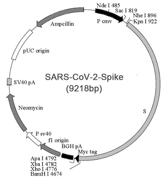 SARS-CoV-2 S基因质粒
